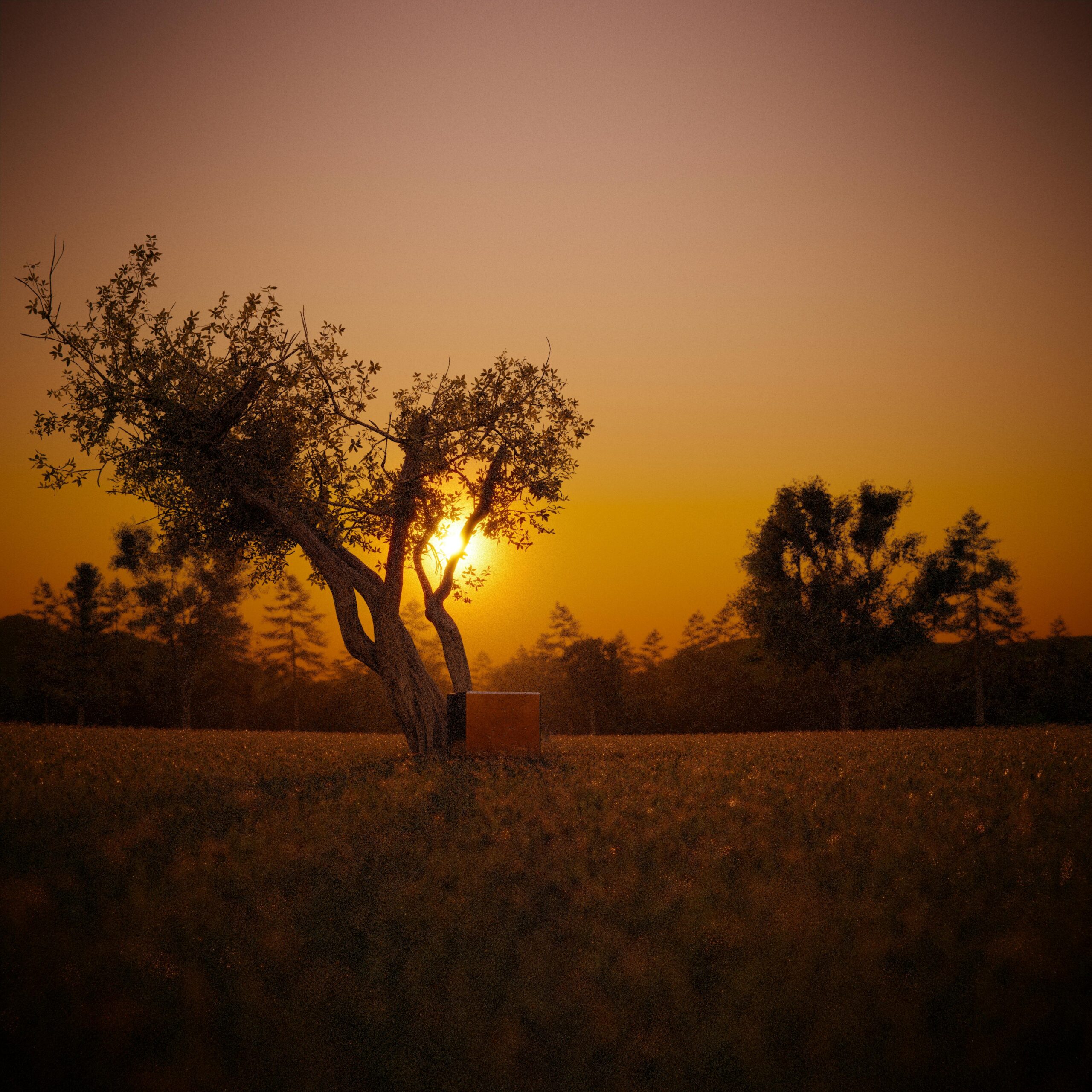 Beautiful sunset through a lone tree in a peaceful meadow creating a warm, tranquil scene.